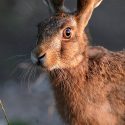 Brown hare side look at sunset. July Suffolk. Lepus europaeus