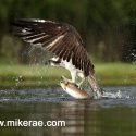 Osprey wings and trout and reflection. June Rothiemurchus. Pandion haliaetus