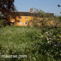Farmhouse old orchard in bloom May Mid Suffolk