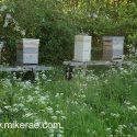 Bee hives Old orchard in bloom May Mid Suffolk