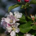 Evening apple blossom and buds in old Suffolk orchard