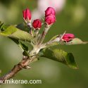 Evening apple blossom buds in old Suffolk orchard