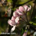 Evening apple blossom opening in old Suffolk orchard
