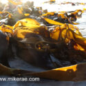 Kelp in sunshine Baleshare beach