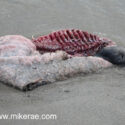 Seal eaten by birds on Baleshare beach