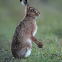 Brown hare standing after sunset. February Suffolk. Lepus europaeus