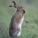 Brown hare standing feet up after sunset. February Suffolk. Lepus europaeus