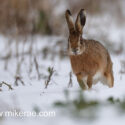Brown hare running on field edge. February Suffolk. Lepus europaeus