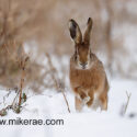 Brown hare running on field edge in snow. February Suffolk. Lepus europaeus
