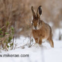 Brown hare running in snow. February Suffolk. Lepus europaeus