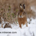 Brown hare stepping in snow. February Suffolk. Lepus europaeus