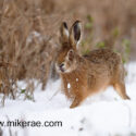 Brown hare stepping forward in snow. February Suffolk. Lepus europaeus