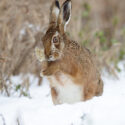 Brown hare feet up in snow. February Suffolk. Lepus europaeus