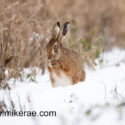 Brown hare both feet up in snow. February Suffolk. Lepus europaeus