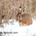 Brown hare back feet up in snow. February Suffolk. Lepus europaeus
