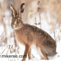 Brown hare sitting and looking sideways in snow. February Suffolk. Lepus europaeus