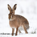Brown hare sitting and looking down in snow. February Suffolk. Lepus europaeus