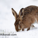 Brown hare looking for grass in snow. February Suffolk. Lepus europaeus