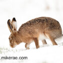 Brown hare looking down for grass in snow. February Suffolk. Lepus europaeus