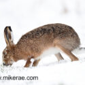 Brown hare eating grass in snow. February Suffolk. Lepus europaeus