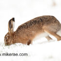Brown hare eating grass low in snow. February Suffolk. Lepus europaeus
