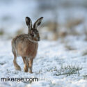 Brown hare paused on snowy track. February Suffolk. Lepus europaeus