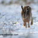 Brown hare running on snowy track. February afternoon Suffolk. Lepus europaeus