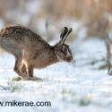 Brown hare running of track into stubble. February Suffolk. Lepus europaeus