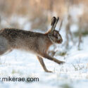 Brown hare running of track into snowy stubble. February Suffolk. Lepus europaeus