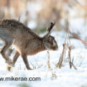 Brown hare running into snowy stubble. February Suffolk. Lepus europaeus
