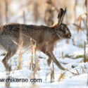 Brown hare trotting on snowy stubble. February Suffolk. Lepus europaeus