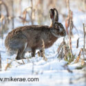 Brown hare paused on snowy stubble. February Suffolk. Lepus europaeus