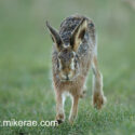 Brown hare running on grassy track. February Suffolk. Lepus europaeus