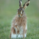 Brown hare sitting paw up on grassy track. February Suffolk. Lepus europaeus