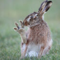 Brown hare big toes on grassy track. February Suffolk. Lepus europaeus
