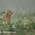 Brown hare up to look in rape field. February Suffolk. Lepus europaeus