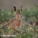 Brown hare sitting in rape field. February Suffolk. Lepus europaeus