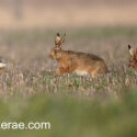 Brown hares early spring chase. March Suffolk. Lepus europaeus