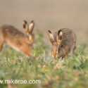 Brown hare pair early spring chase. March Suffolk. Lepus europaeus
