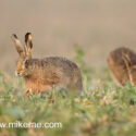 Brown hare pair close early spring chase. March Suffolk. Lepus europaeus