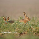 Brown hare pair close early spring stalking. March Suffolk. Lepus europaeus