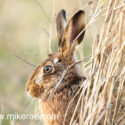 Brown hare head out of cover spring. March Suffolk. Lepus europaeus