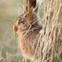 Brown hare sitting in cover spring. March Suffolk. Lepus europaeus