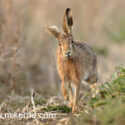 Brown hare running with cocked ear. March Suffolk. Lepus europaeus
