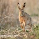 Brown hare running with feet up. March Suffolk. Lepus europaeus