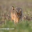 Brown hare pair running forward. March Suffolk. Lepus europaeus