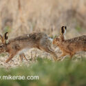 Brown hare pair running side on. March Suffolk. Lepus europaeus