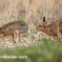 Brown hare pair running together side on. March Suffolk. Lepus europaeus