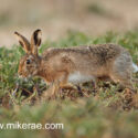 Brown hare walking low side on. March Suffolk. Lepus europaeus