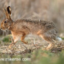 Brown hare stepping past side on. March Suffolk. Lepus europaeus
